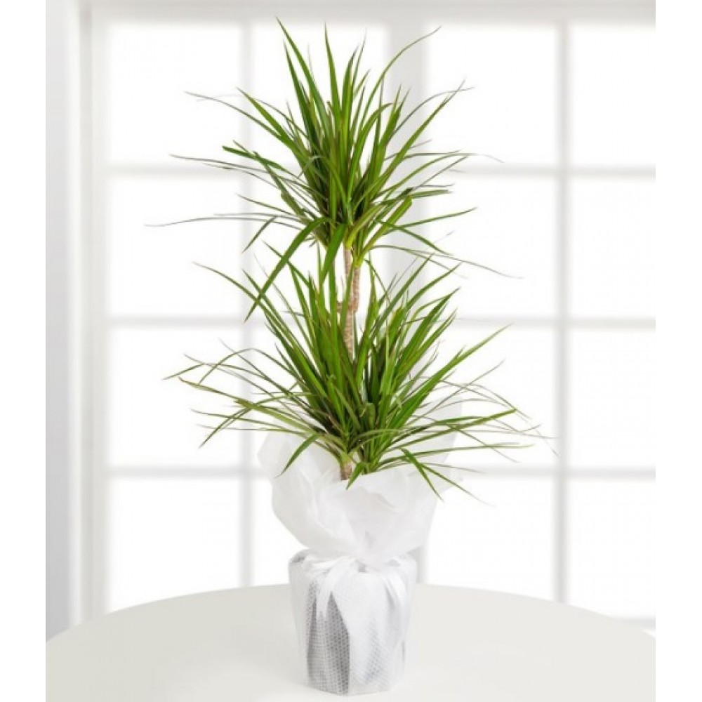 İkili Dracena Marginata