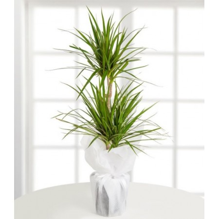 İkili Dracena Marginata