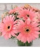 pembe cerbera